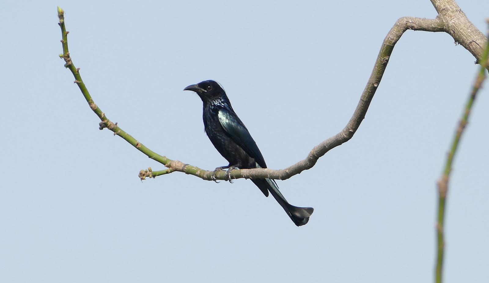 Hair-crested Drongo Photo by Randy Siebert