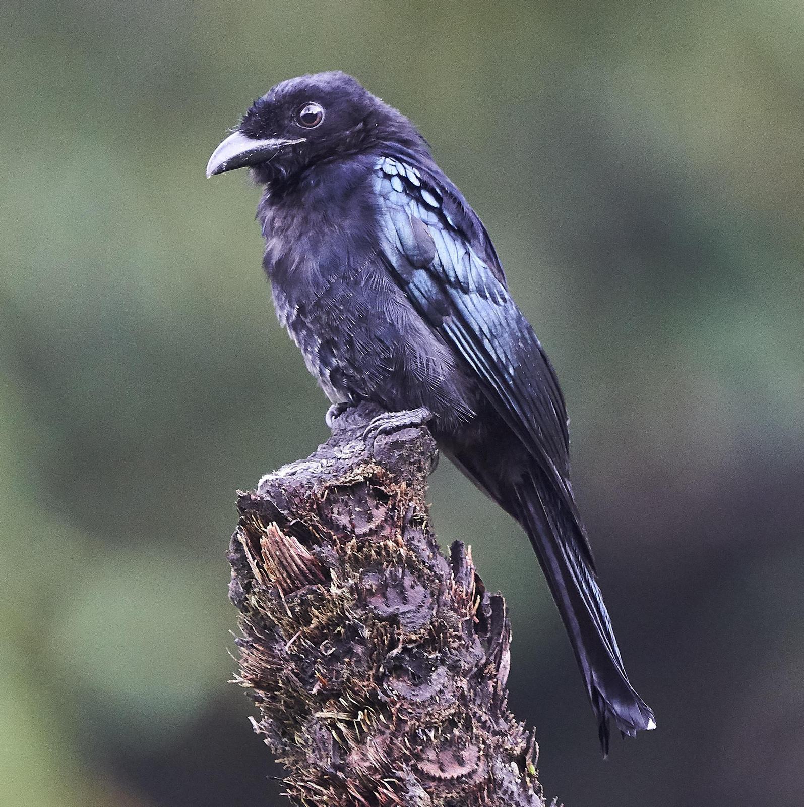 Hair-crested Drongo Photo by Steven Cheong