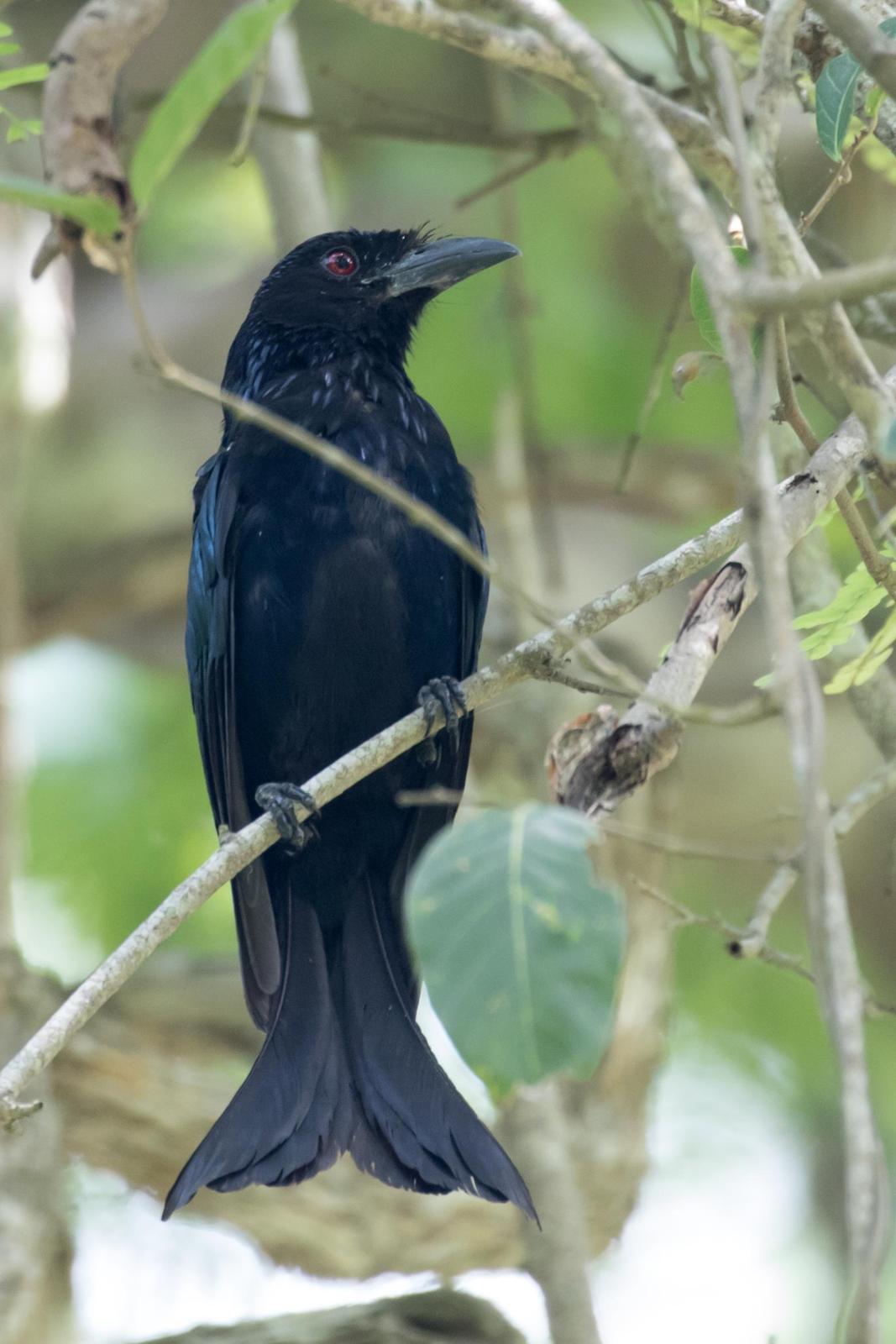 Wallacean Drongo Photo by Robert Lewis