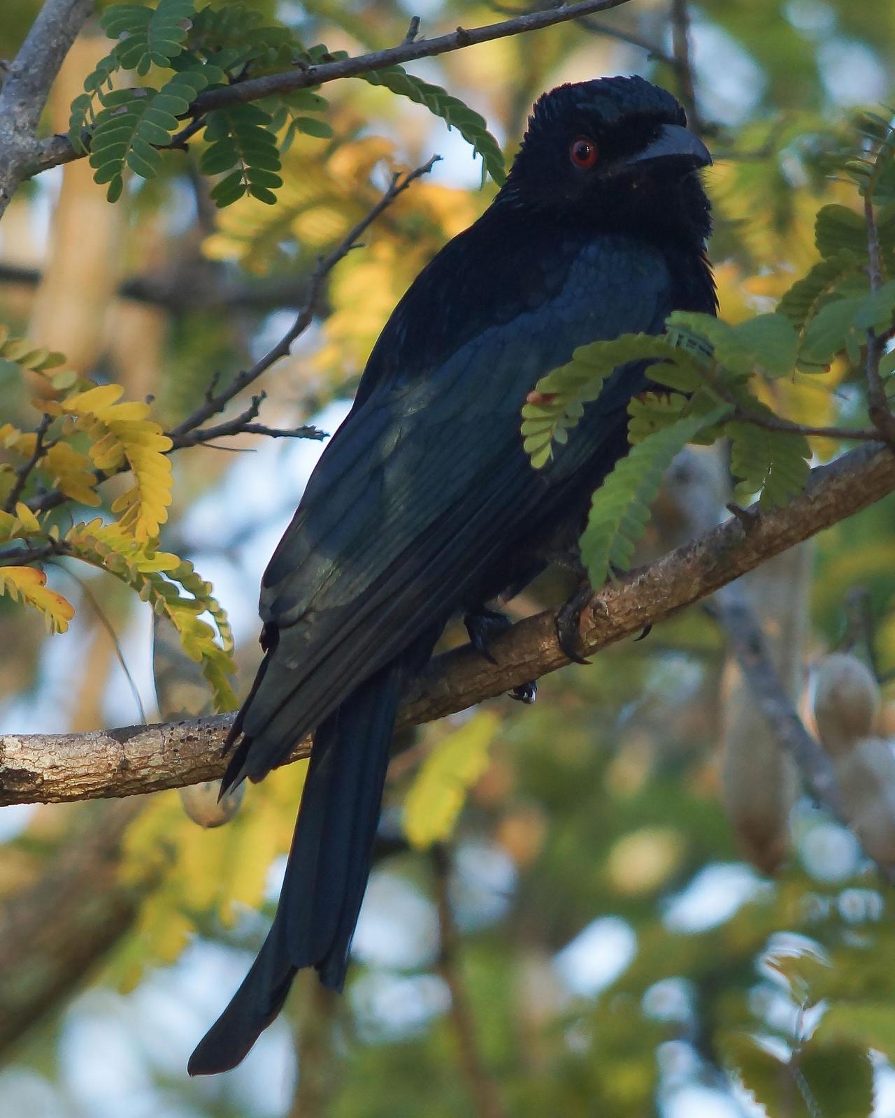 Spangled Drongo Photo by Steve Percival