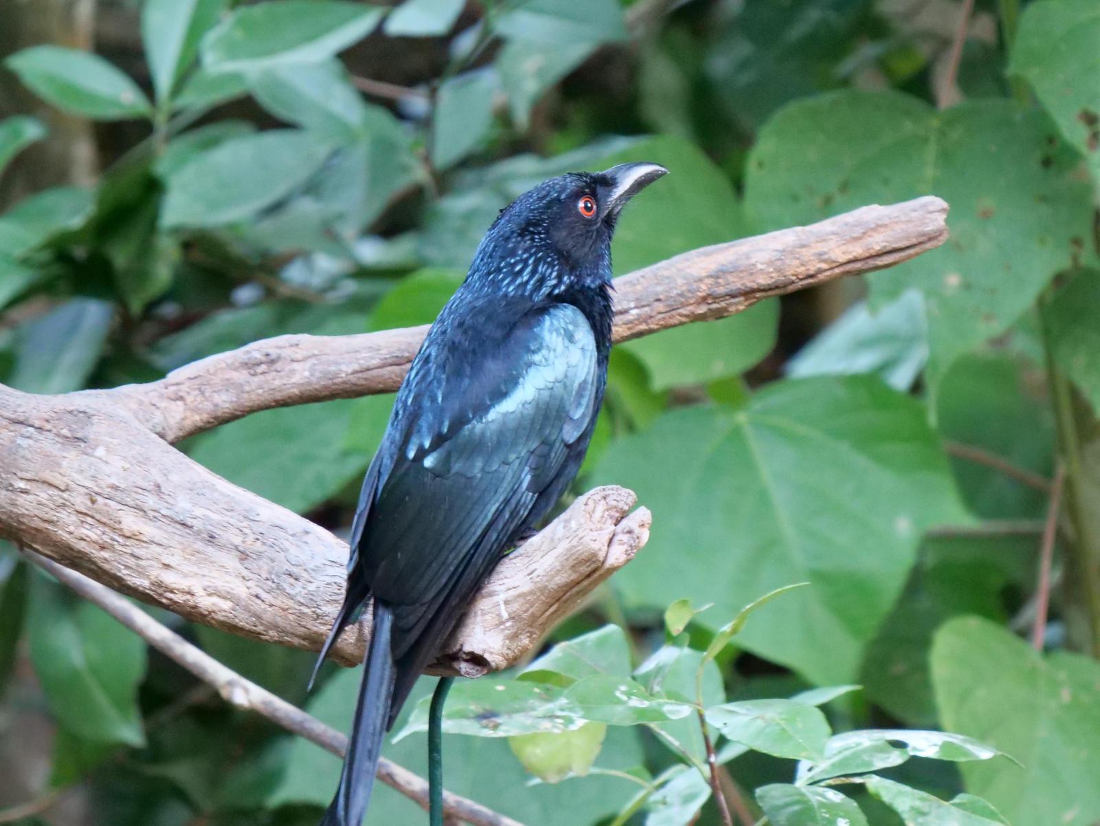 Spangled Drongo Photo by Peter Lowe