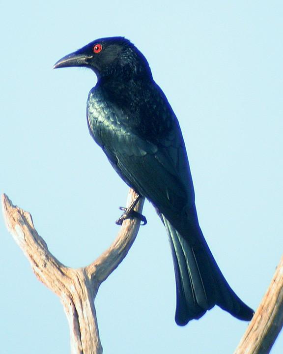 Spangled Drongo Photo by Mat Gilfedder