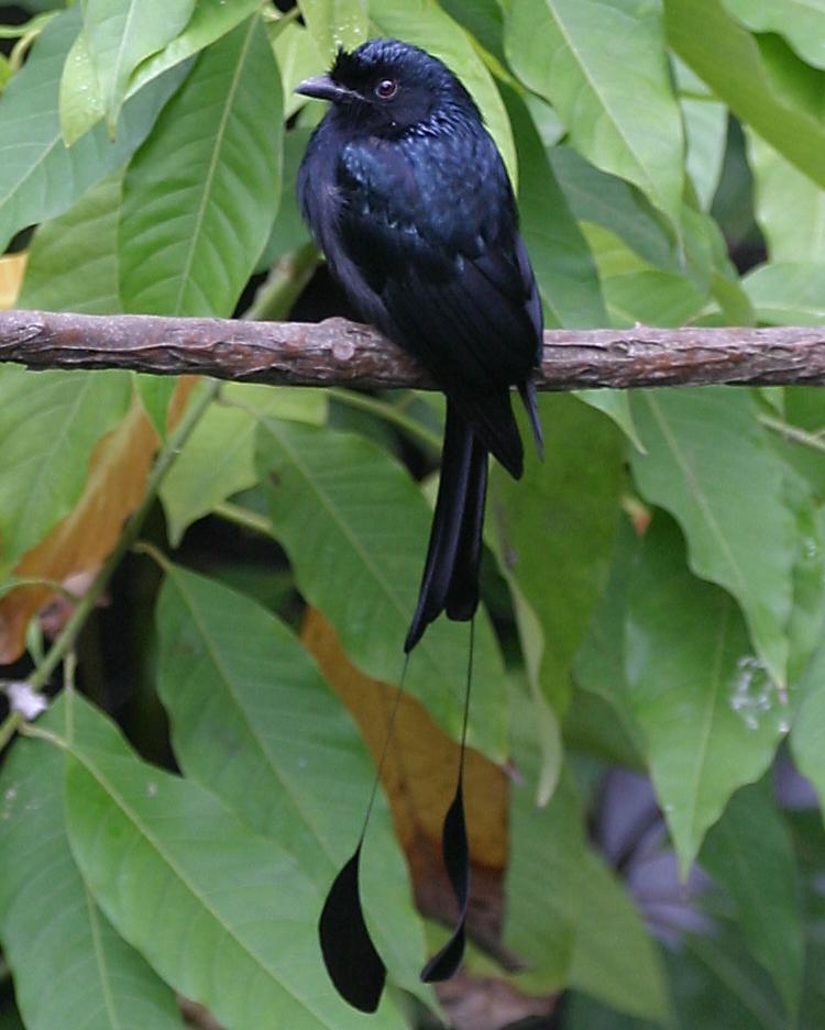 Greater Racket-tailed Drongo Photo by Matthew P. Alexander