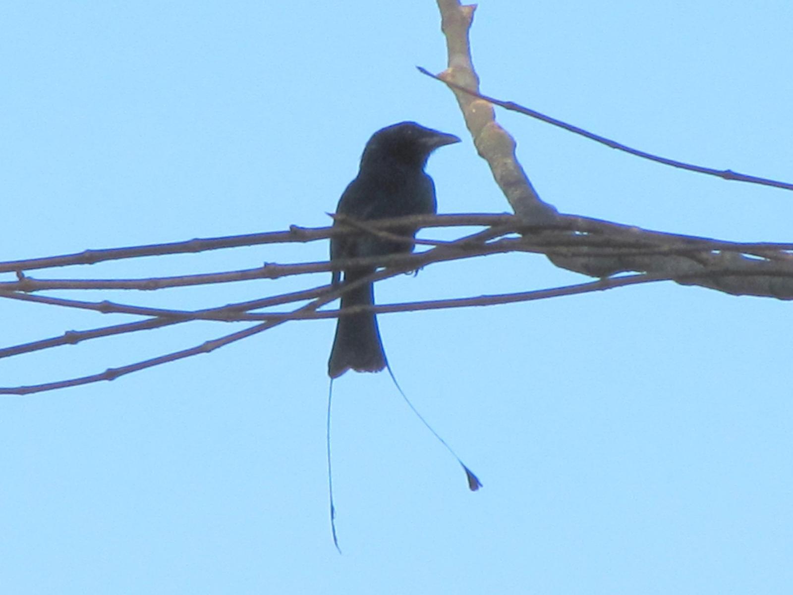 Greater Racket-tailed Drongo Photo by Jeff Harding