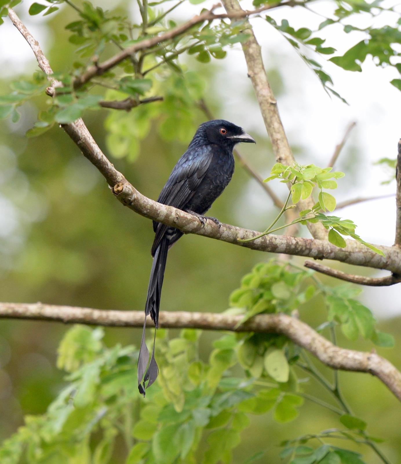 Greater Racket-tailed Drongo Photo by marcel finlay