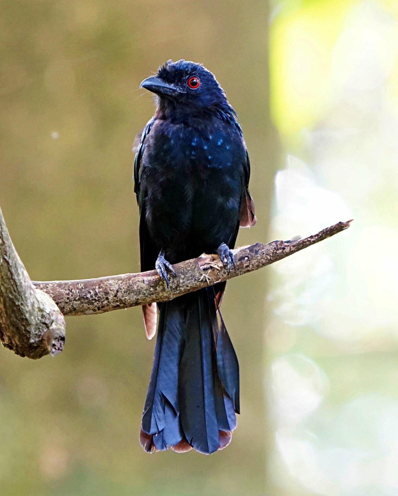 Greater Racket-tailed Drongo Photo by Steven Cheong