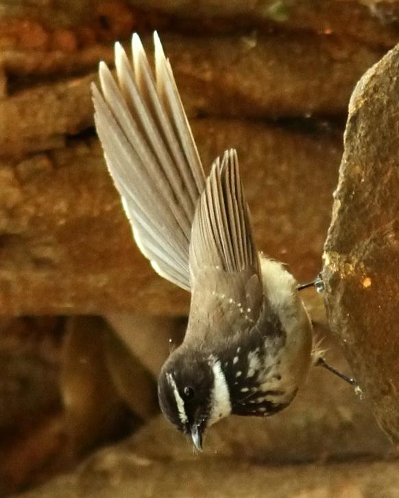 Spot-breasted Fantail Photo by Garima Bhatia