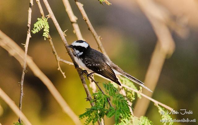 White-browed Fantail Photo by Mihir Joshi