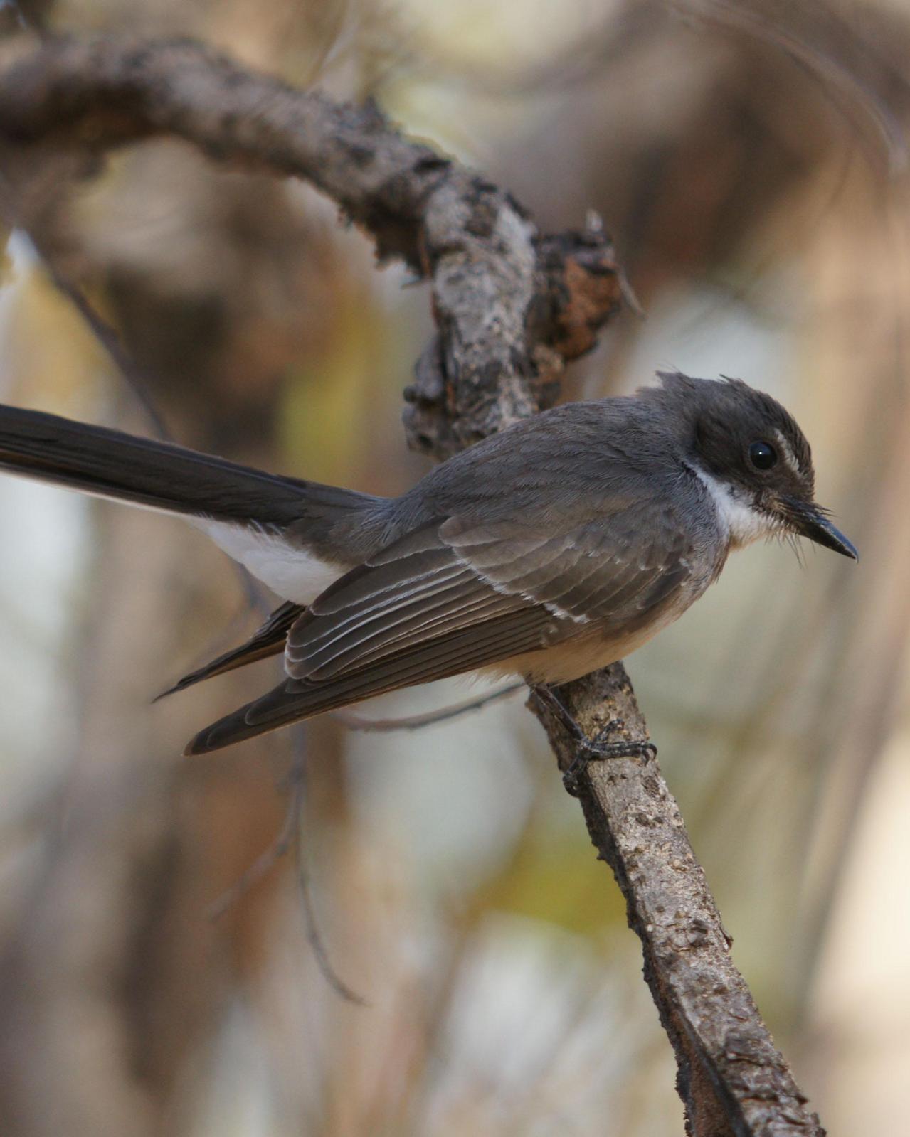 Northern Fantail Photo by Steve Percival