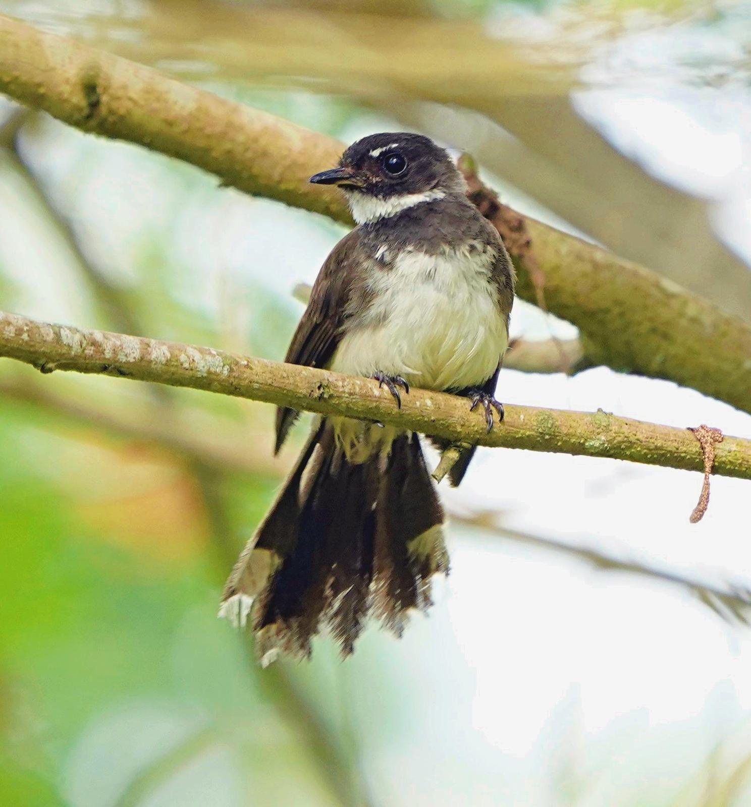 Malaysian Pied-Fantail Photo by Steven Cheong