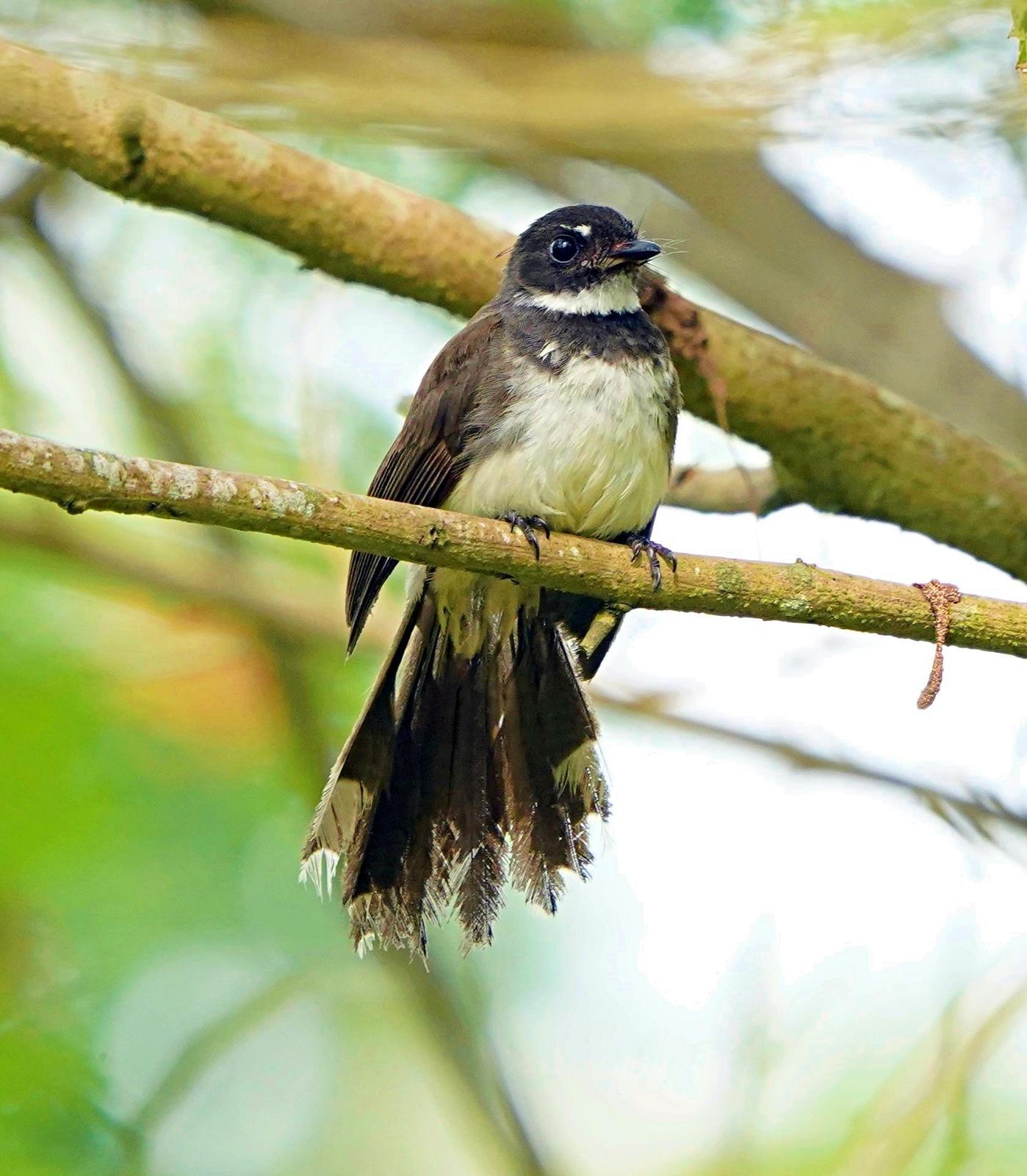 Malaysian Pied-Fantail Photo by Steven Cheong