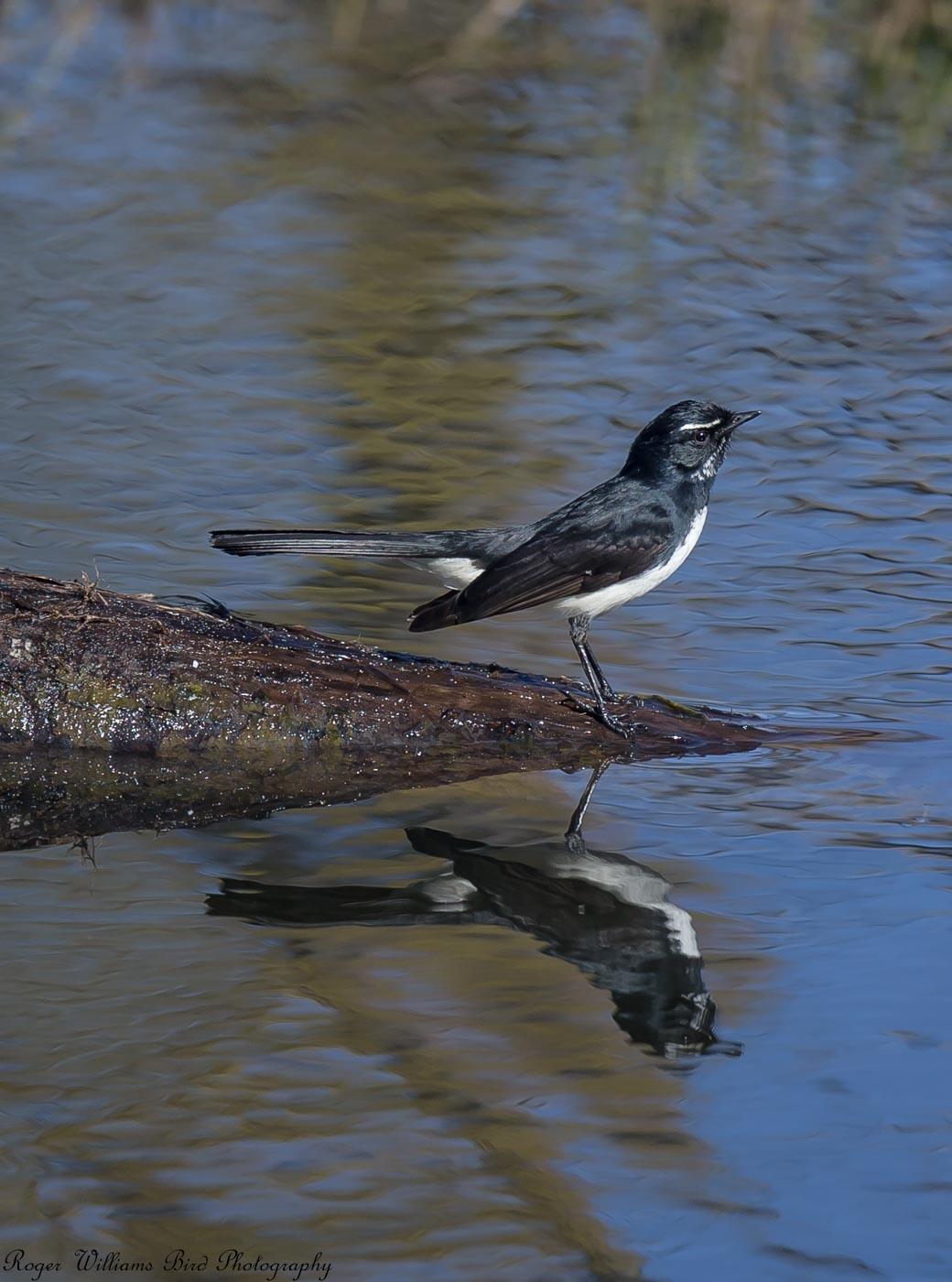Willie-wagtail Photo by Roger Williams