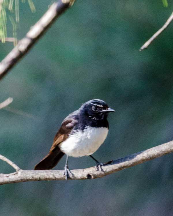 Willie-wagtail Photo by Bob Hasenick