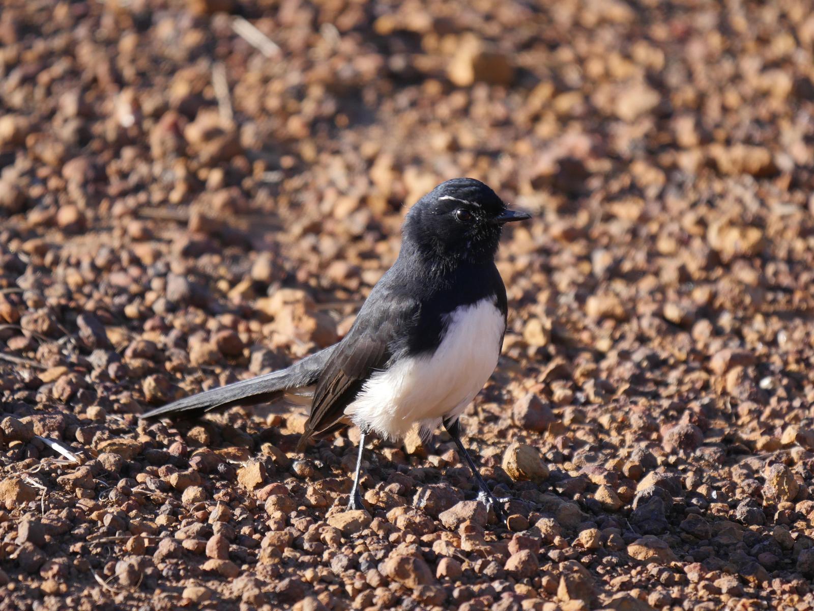 Willie-wagtail Photo by Peter Lowe