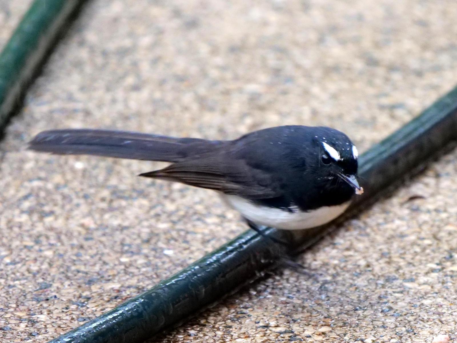 Willie-wagtail Photo by Peter Lowe