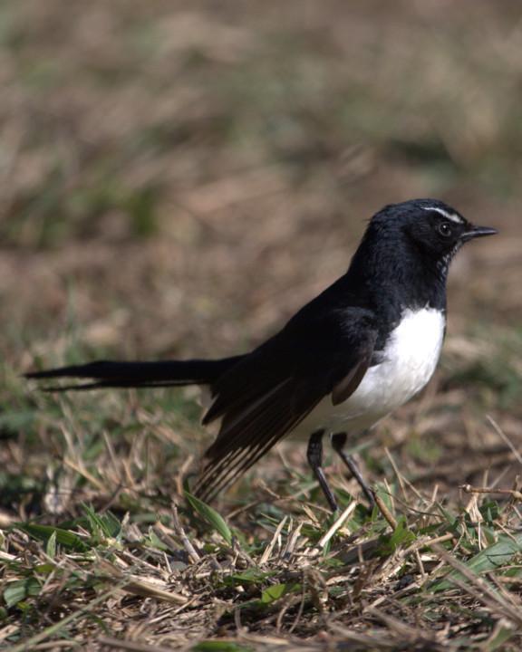 Willie-wagtail Photo by Mat Gilfedder