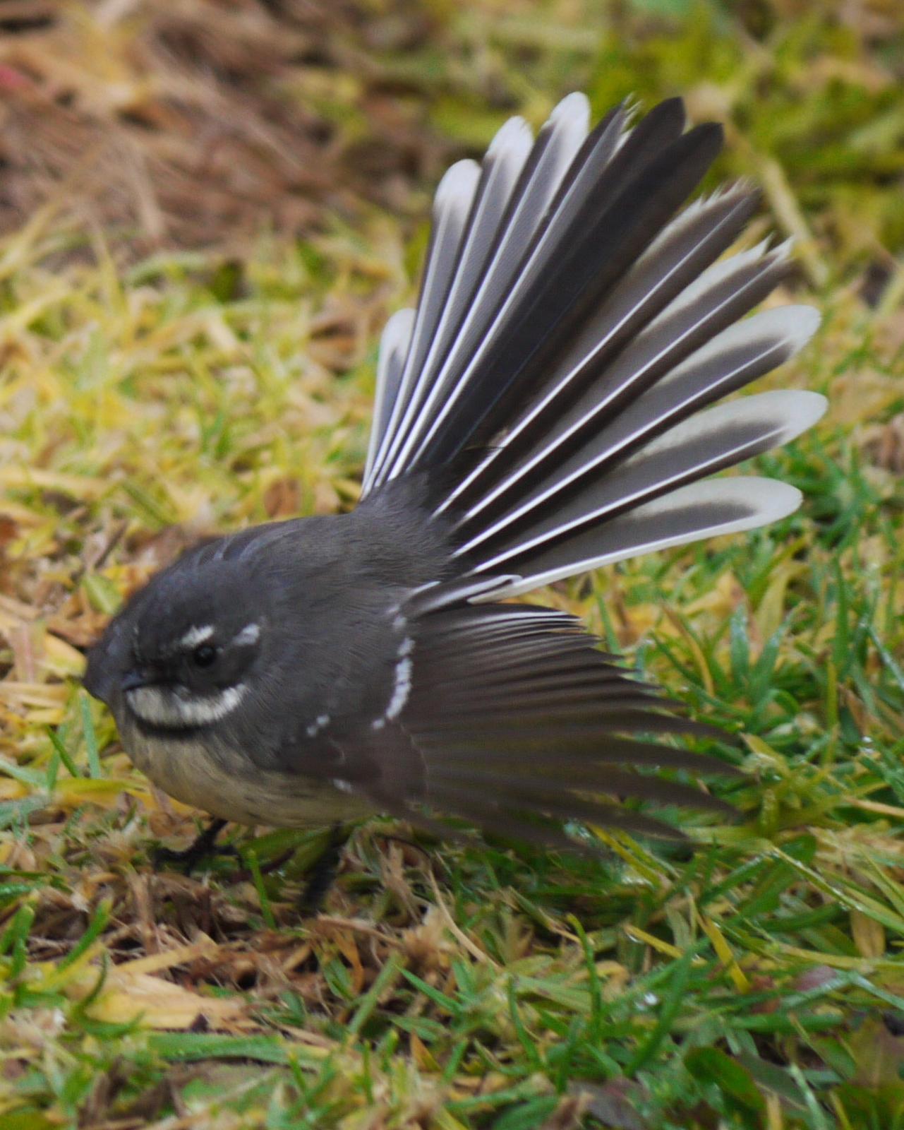 Gray Fantail Photo by Peter Lowe
