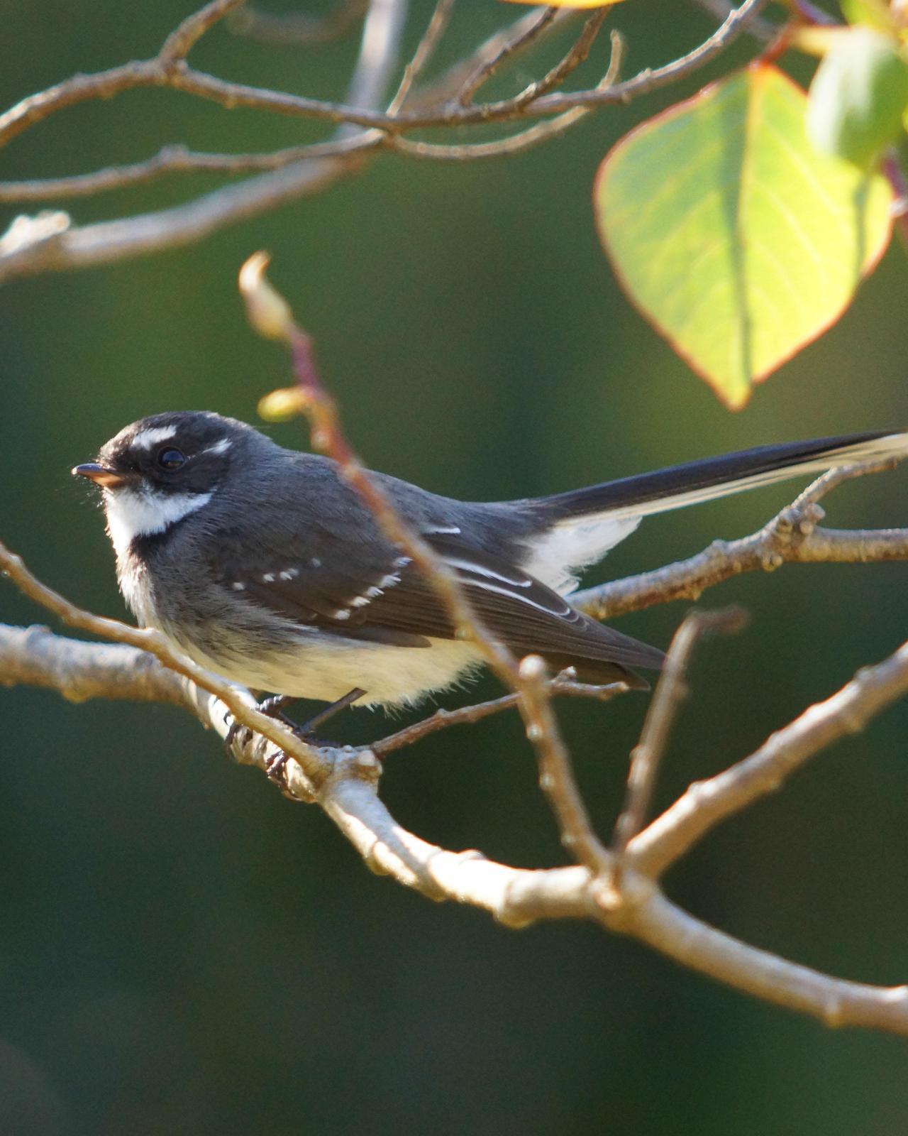 Gray Fantail Photo by Steve Percival