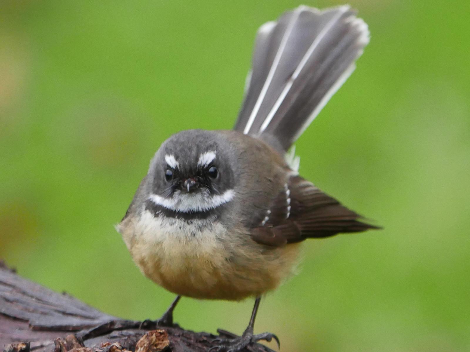 New Zealand Fantail Photo by Peter Lowe