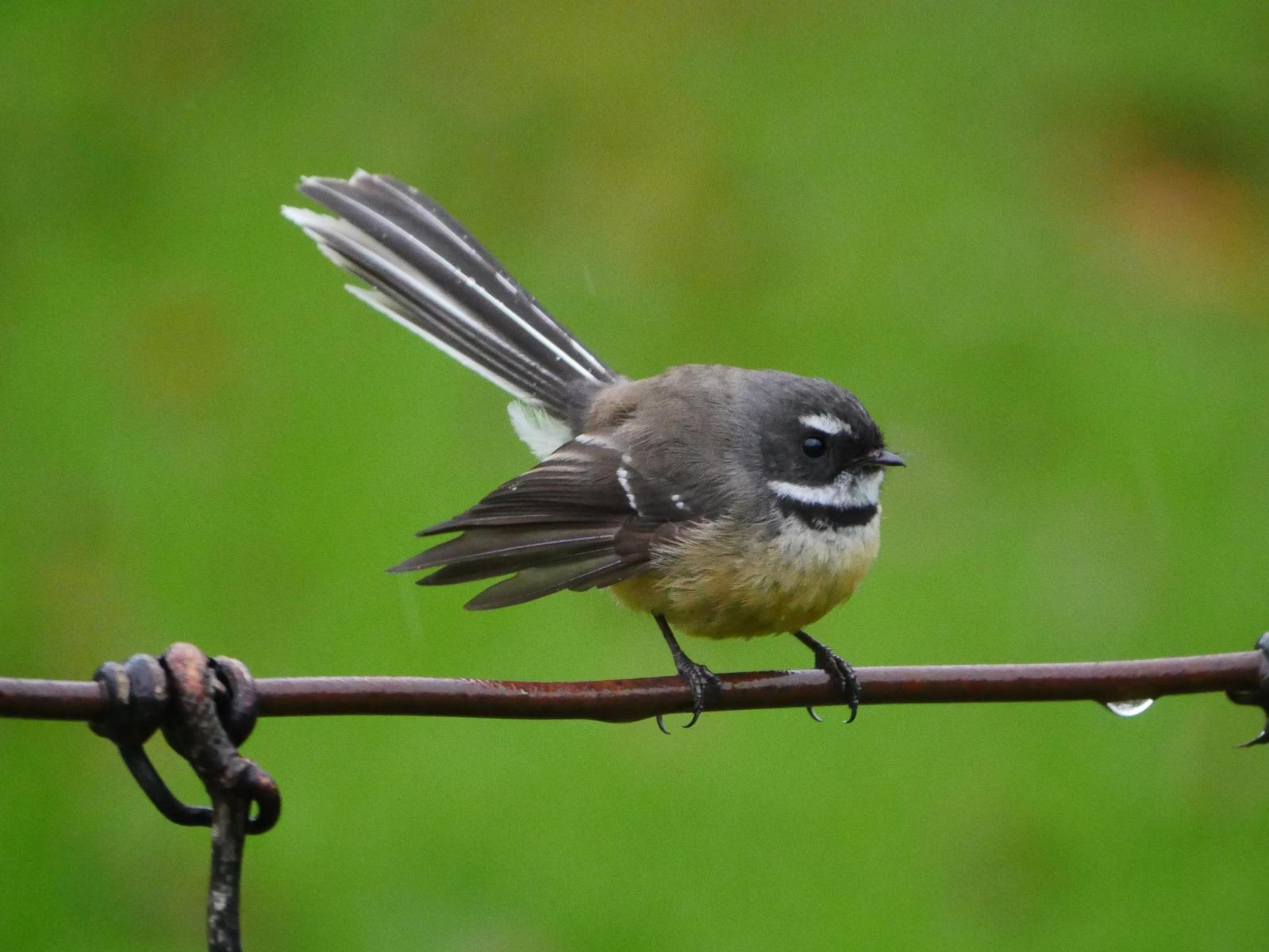 New Zealand Fantail Photo by Peter Lowe