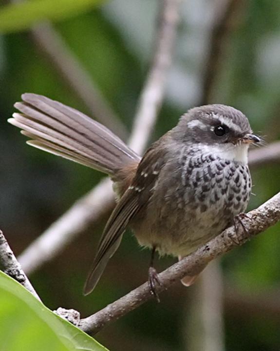 Streaked Fantail Photo by Chris Wiley