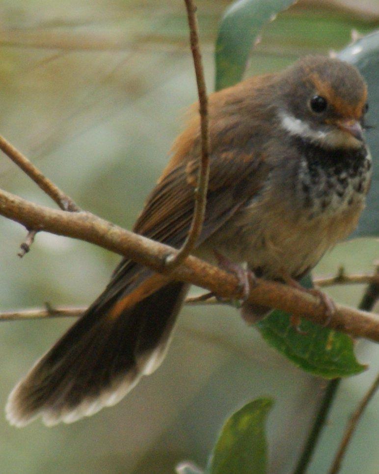 Rufous Fantail Photo by Robin Oxley