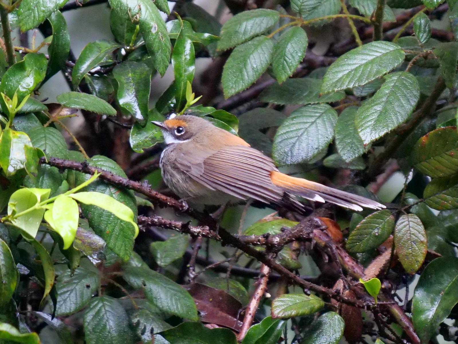 Rufous Fantail Photo by Peter Lowe