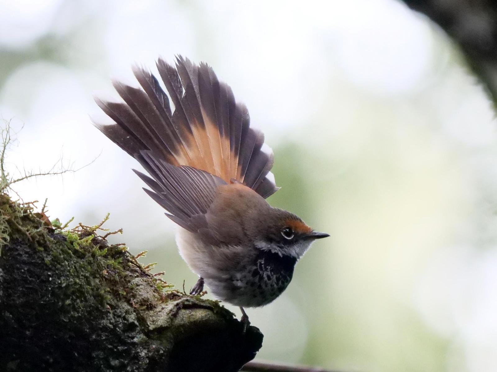 Rufous Fantail Photo by Peter Lowe