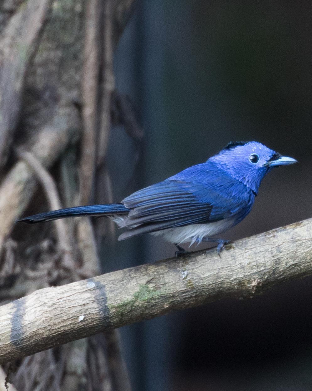 Black-naped Monarch Photo by Robert Lewis