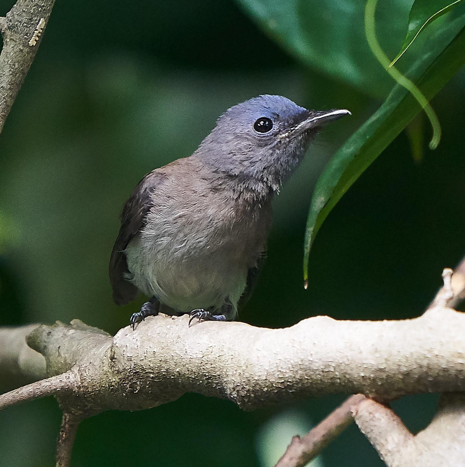 Black-naped Monarch Photo by Steven Cheong
