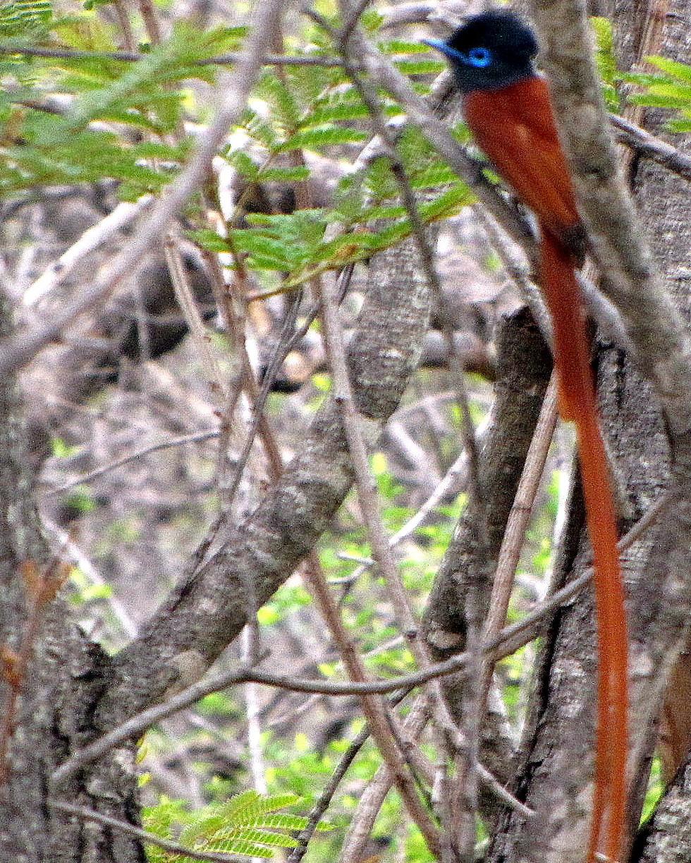 African Paradise-Flycatcher Photo by Richard  Lowe