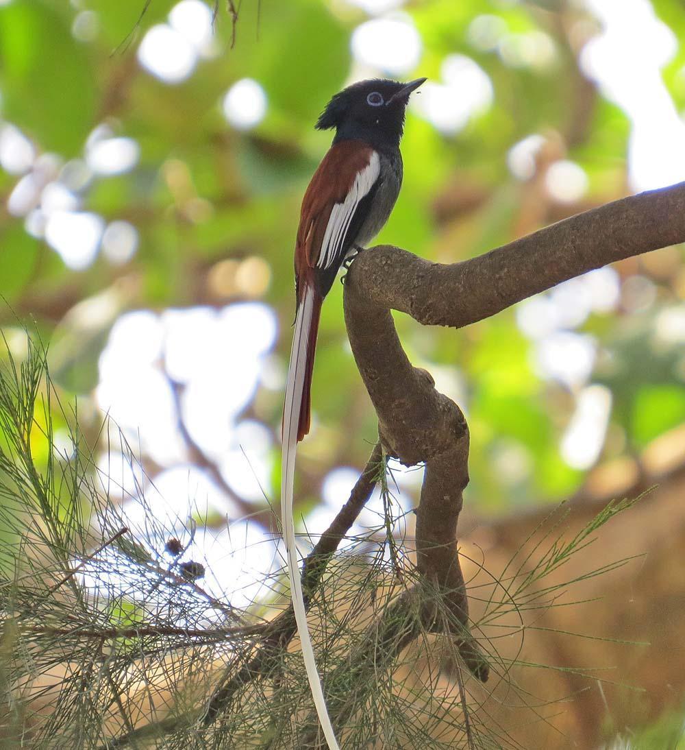 African Paradise-Flycatcher Photo by Peter Boesman