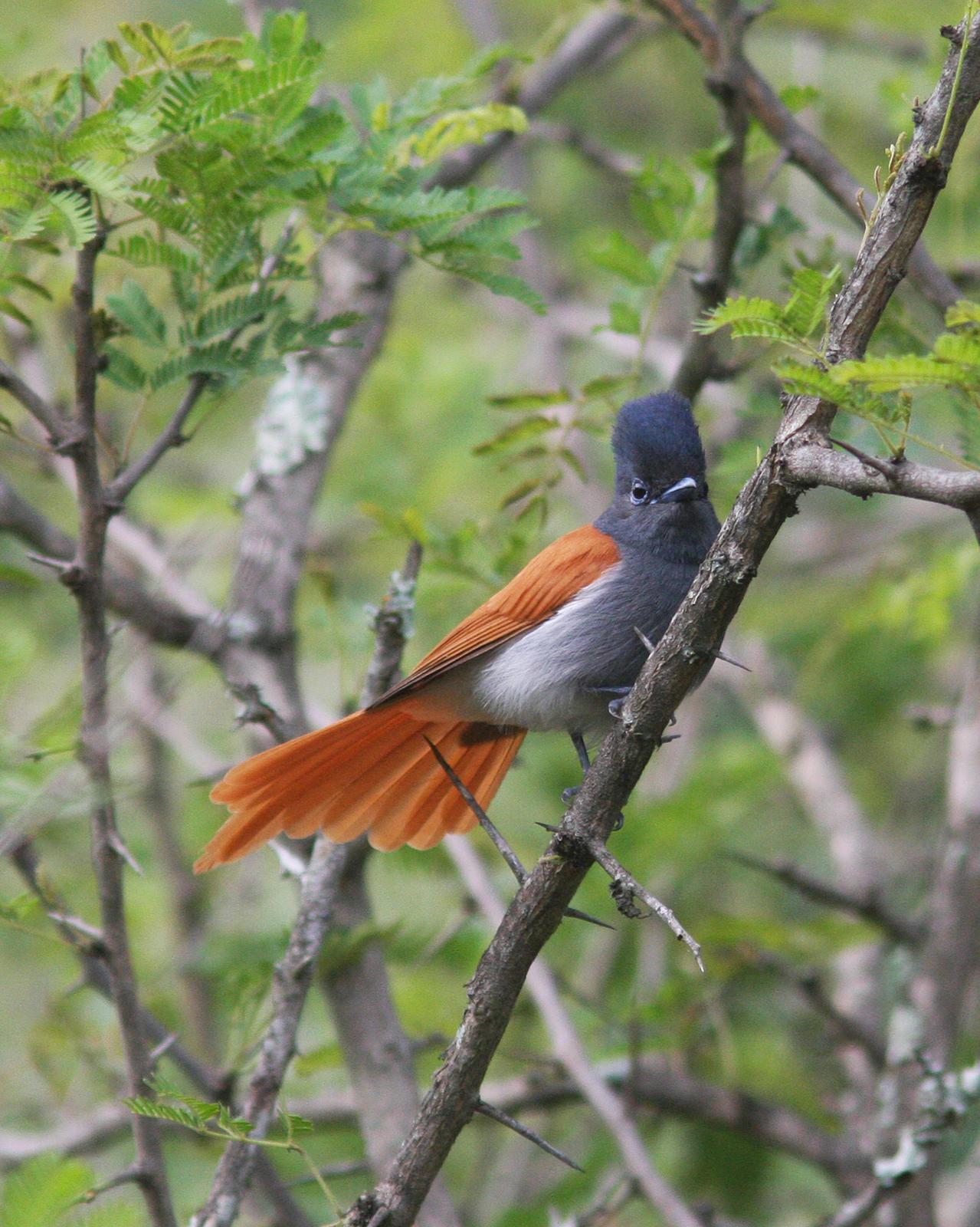 African Paradise-Flycatcher Photo by Henk Baptist