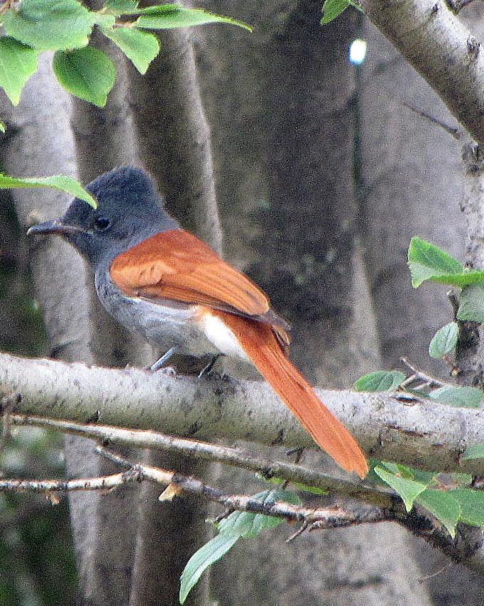 African Paradise-Flycatcher Photo by Richard  Lowe