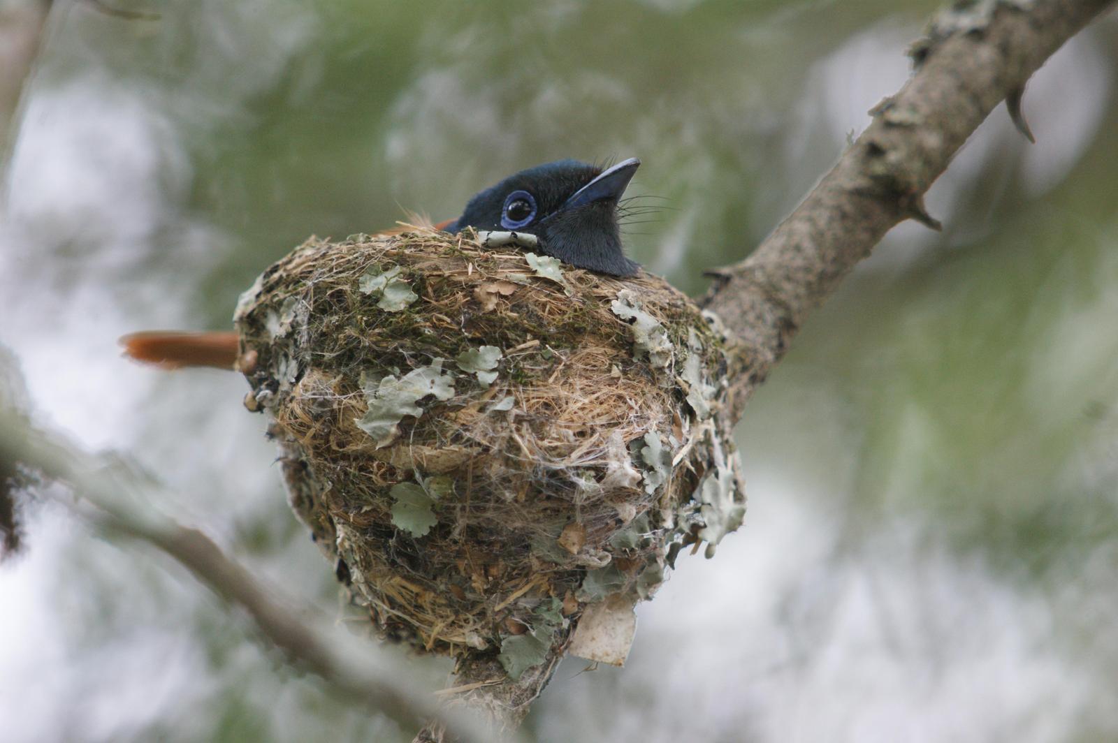 African Paradise-Flycatcher Photo by Ethan Kistler