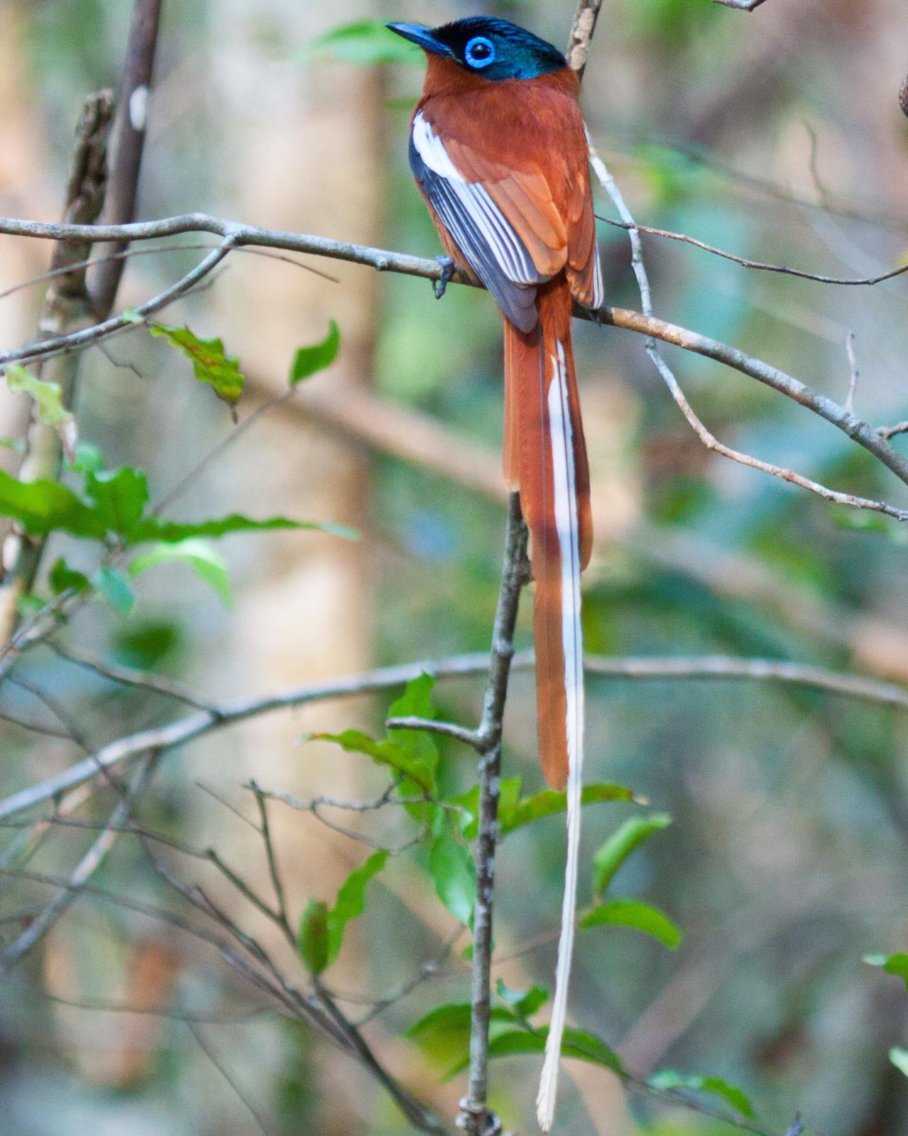 Madagascar Paradise-Flycatcher Photo by Sue Wright