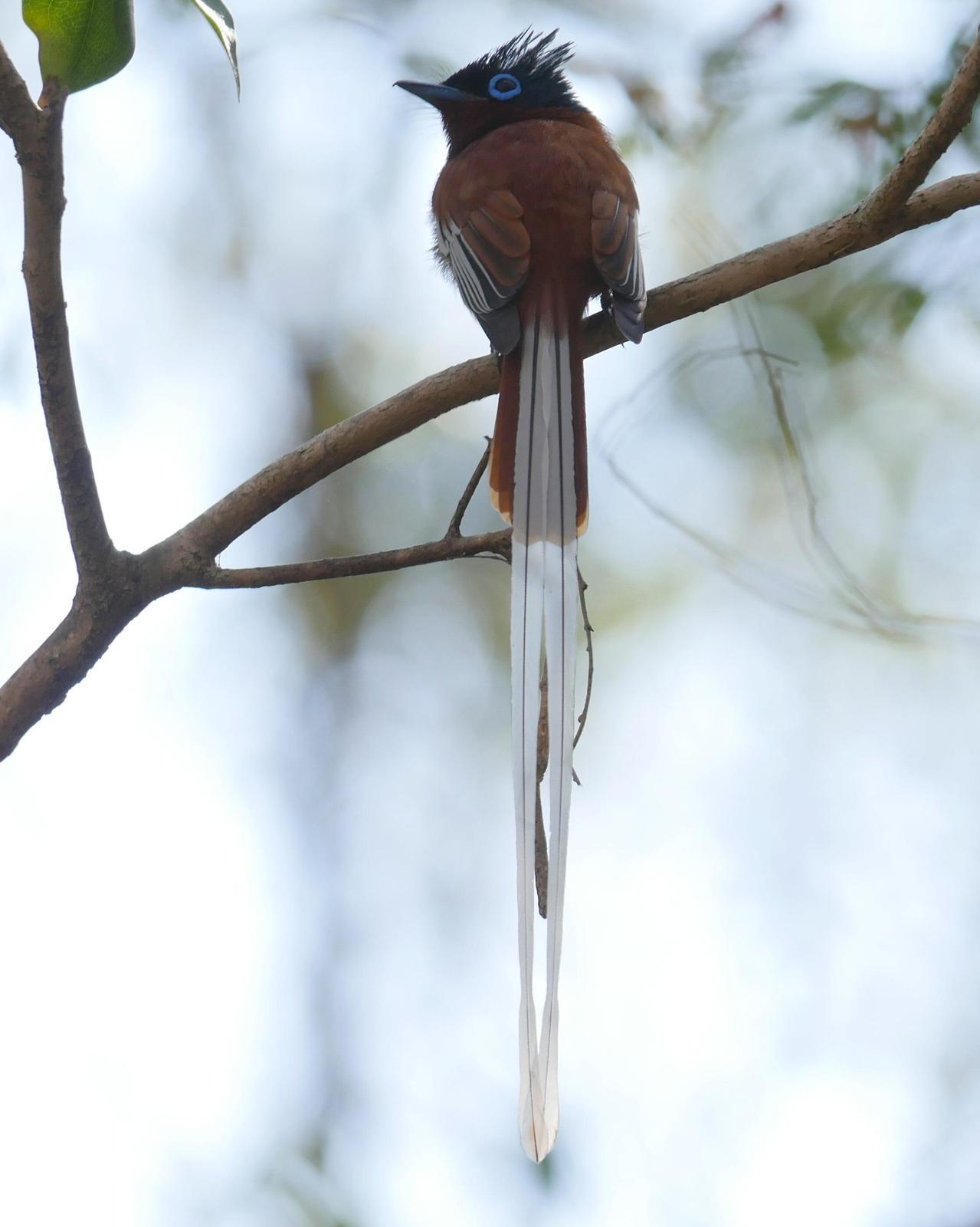 Madagascar Paradise-Flycatcher Photo by Peter Lowe