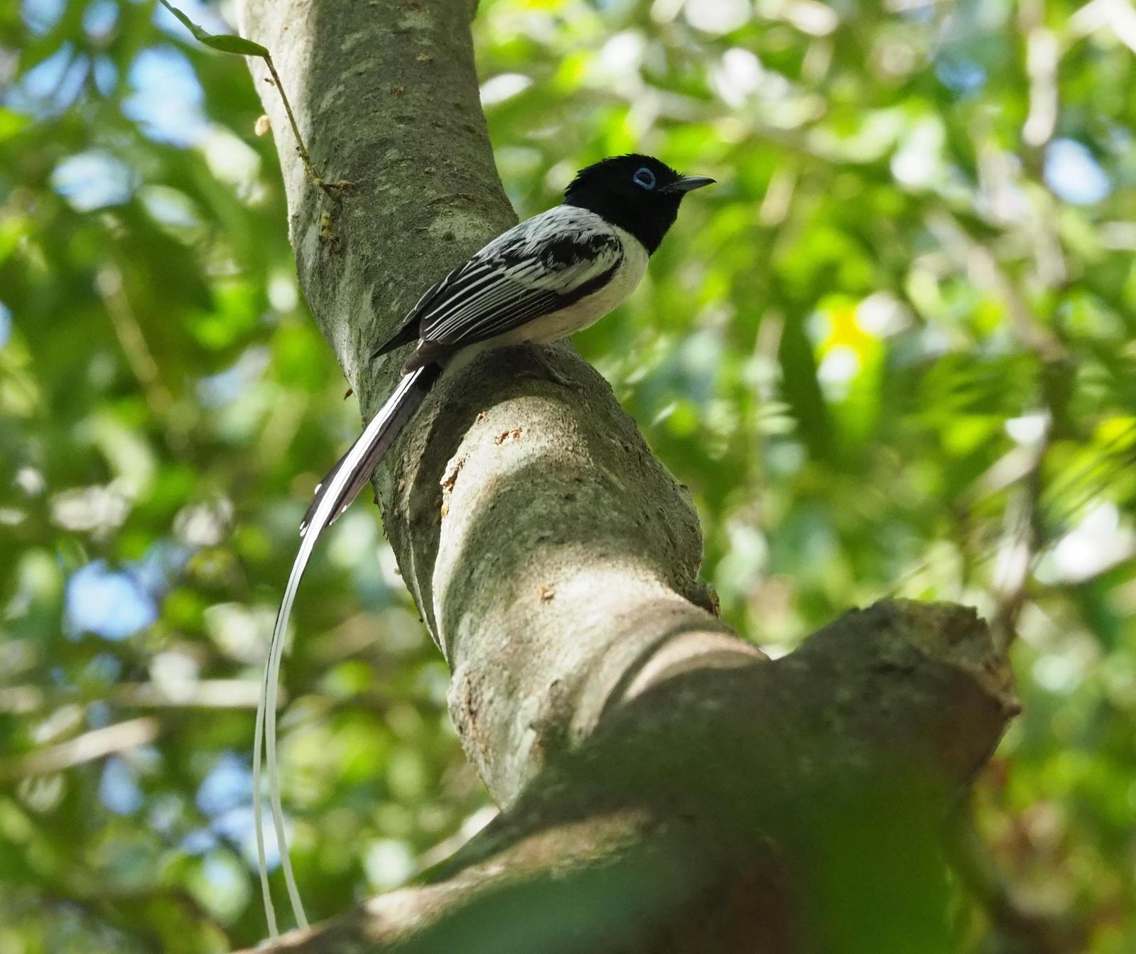 Madagascar Paradise-Flycatcher Photo by Kristin Vigander