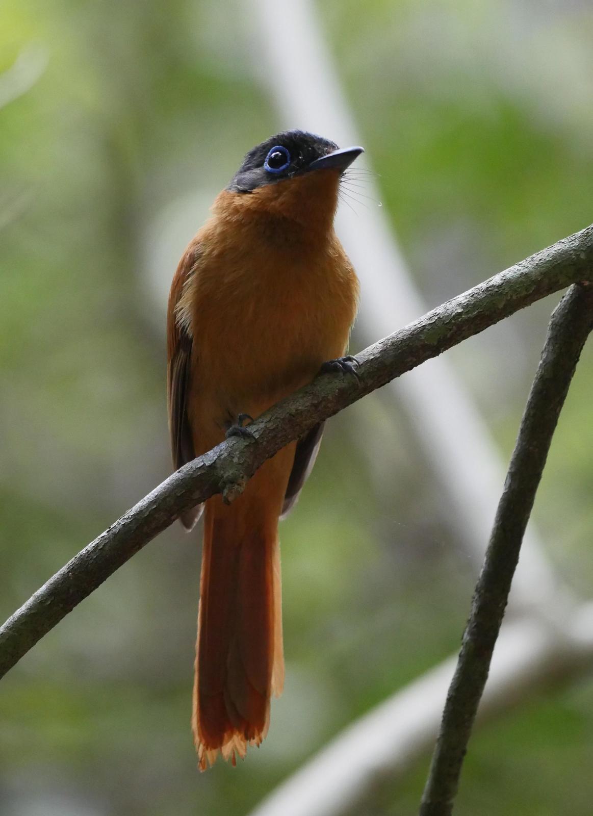Madagascar Paradise-Flycatcher Photo by Peter Lowe