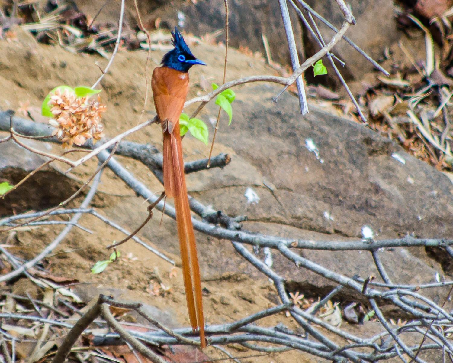 Indian Paradise-Flycatcher Photo by Lisa Orchard