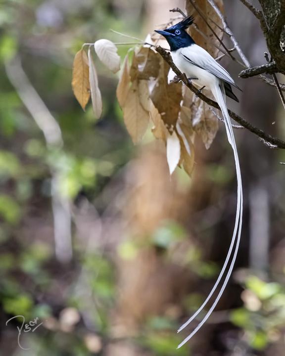 Indian Paradise-Flycatcher Photo by Rahul Kaushik