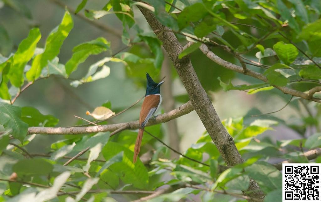 Indian Paradise-Flycatcher Photo by Mihir Joshi