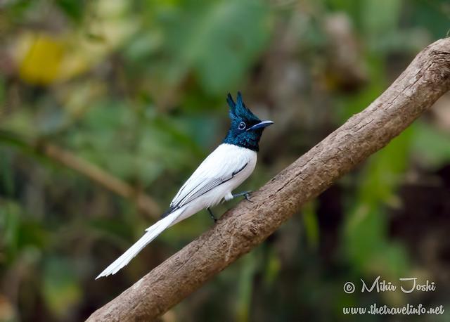 Indian Paradise-Flycatcher Photo by Mihir Joshi