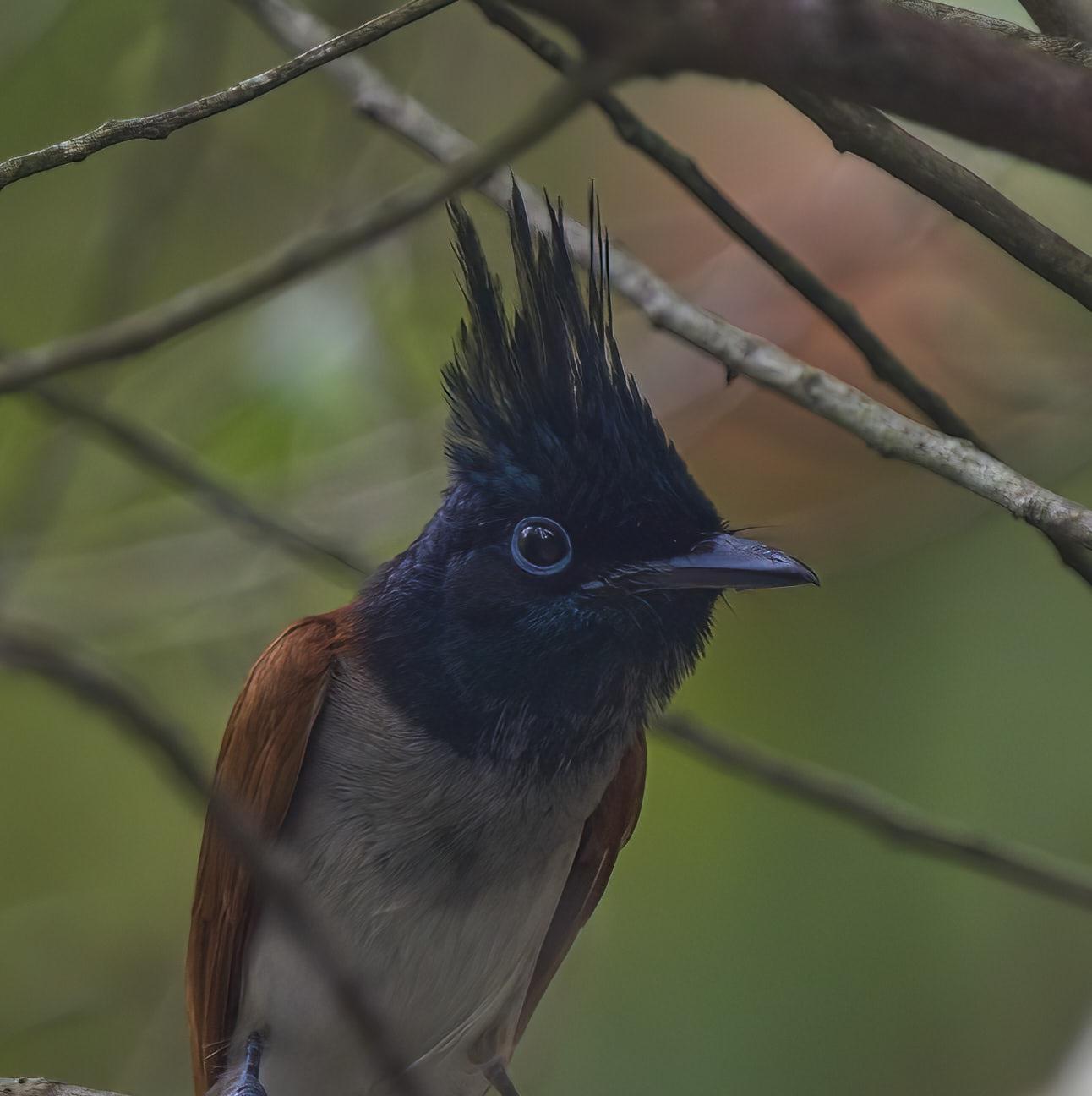 Indian Paradise-Flycatcher Photo by Steven Cheong