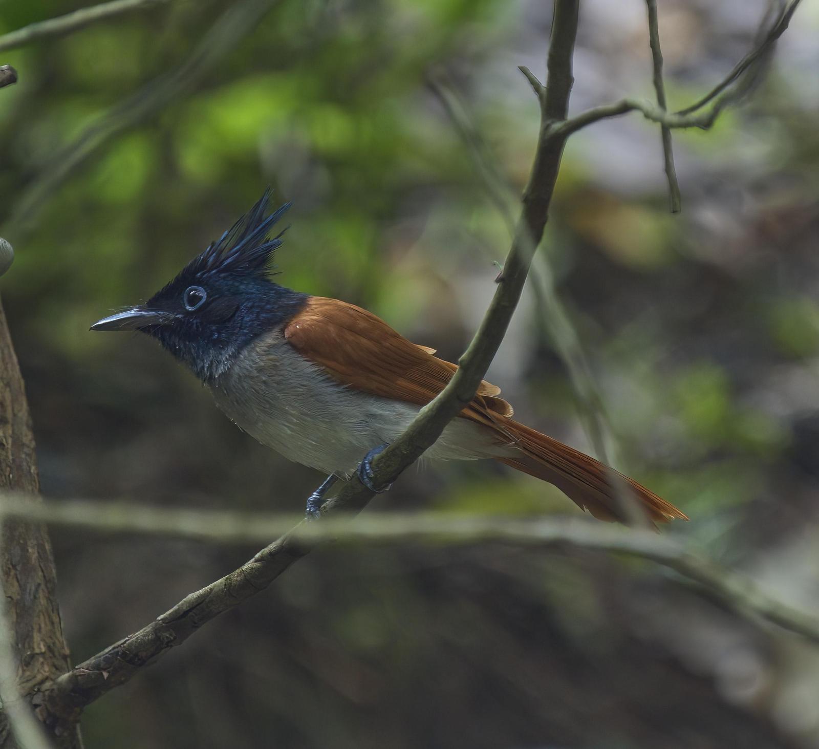 Indian Paradise-Flycatcher Photo by Steven Cheong