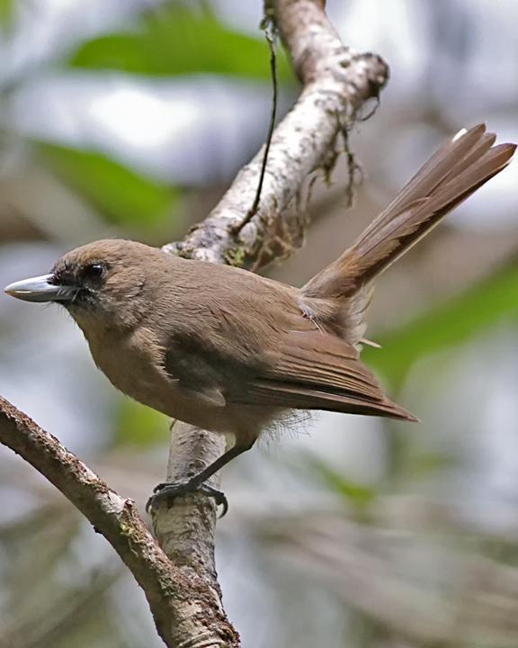 Southern Shrikebill Photo by Chris Wiley