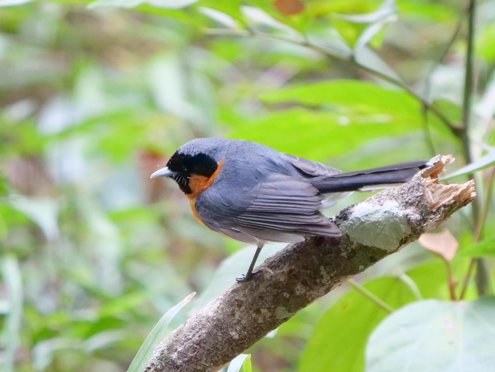Spectacled Monarch Photo by Peter Lowe