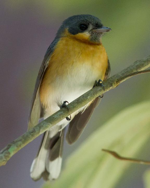 Spectacled Monarch Photo by Mat Gilfedder