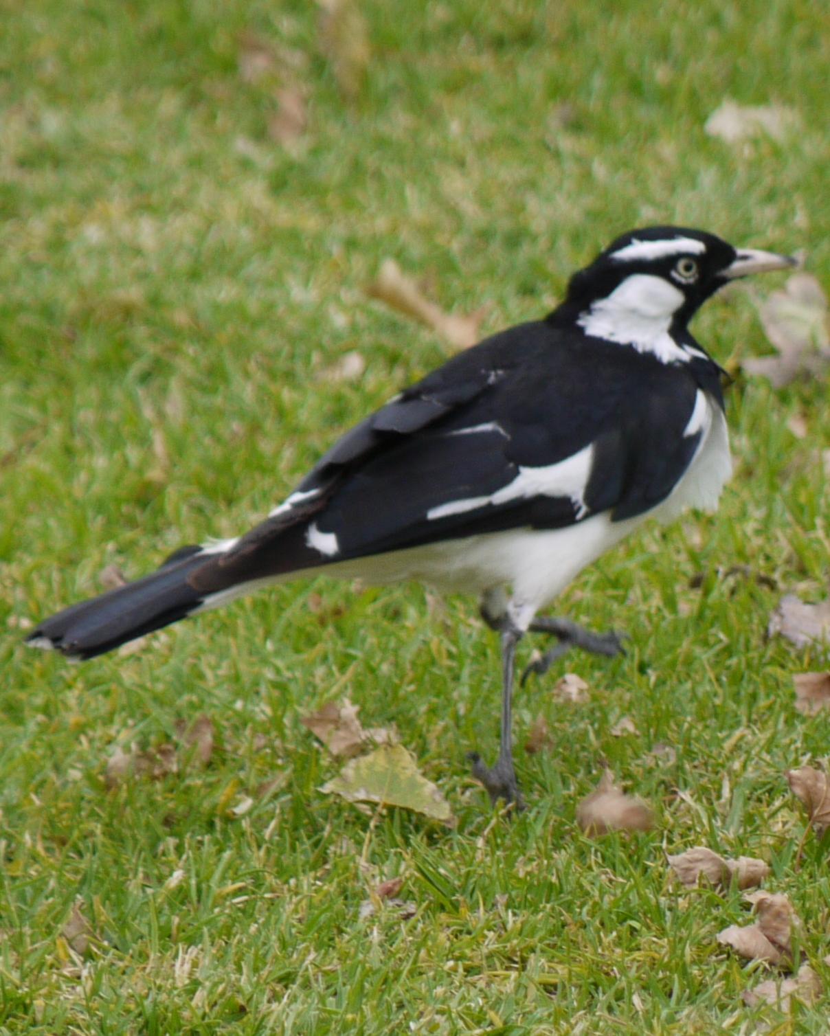 Magpie-lark Photo by Peter Lowe