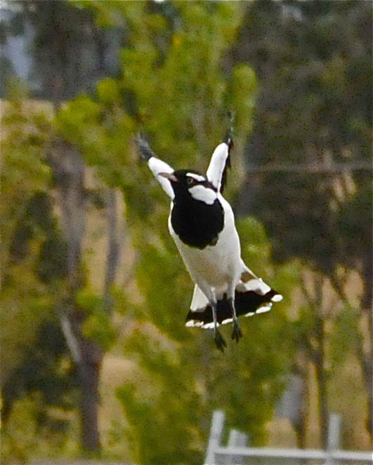 Magpie-lark Photo by Gerald Friesen